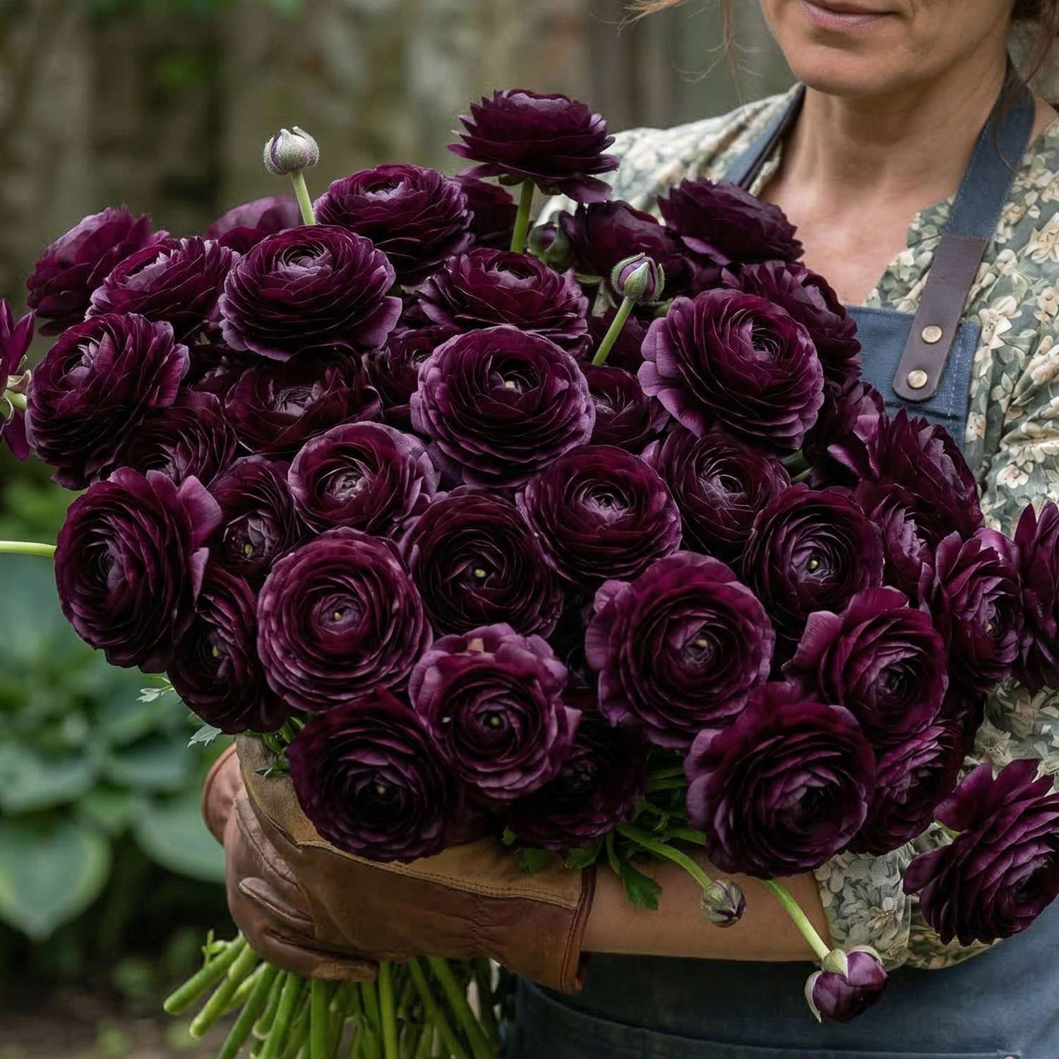 Jaloleinikki 'Elegance Nero'